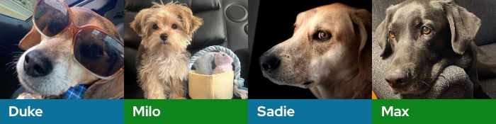 A dog named Duke wearing sunglasses. A dog named Milo with a basket of toys. A dog named Sadie. A dog named Max resting his head on a couch.