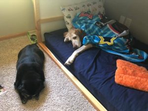 Marissa Olson's Dogs - Nelnet Sidekicks