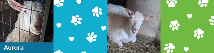 Two photos of a sheep named Aurora.